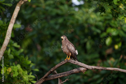 White Eyed Buzzard on a beautiful morning in Tadoba national park with green trees in background and sunlight hitting its wings © Anand R J