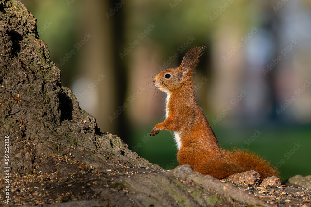 Beautiful nature scene with Red Squirrel. Wildlife shot of Red Squirrel. Beautiful nature scene with Red Squirrel. Wildlife shot of Red Squirrel.