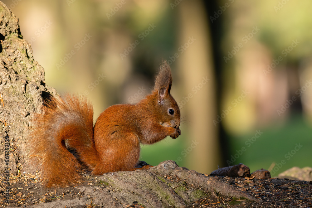 Beautiful nature scene with Red Squirrel. Wildlife shot of Red Squirrel. Beautiful nature scene with Red Squirrel. Wildlife shot of Red Squirrel.