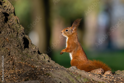 Beautiful nature scene with Red Squirrel. Wildlife shot of Red Squirrel.