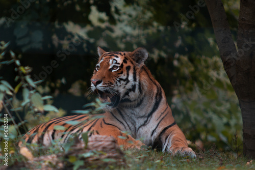 tiger