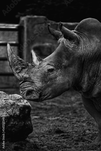zoo rhino © romuald