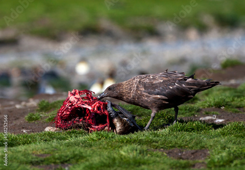 Subantarctische Grote Jager, Subantarctic Skua, Stercorarius antarcticus photo