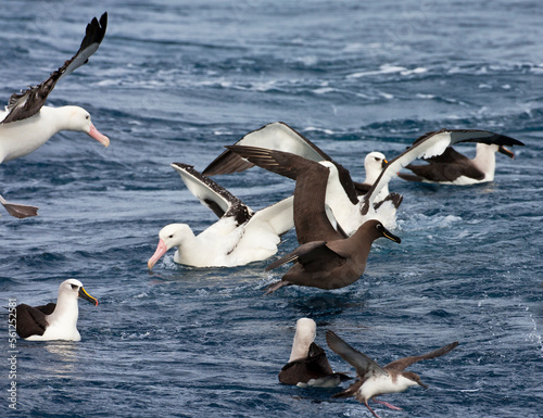 Tristanalbatros, Tristan Albatross, Diomedea dabbenena photo