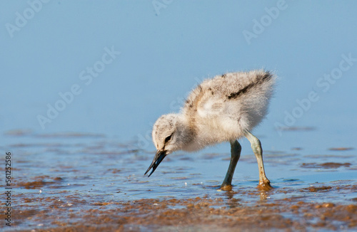 Kluut, Pied Avocet, Recurvirostra avosetta photo