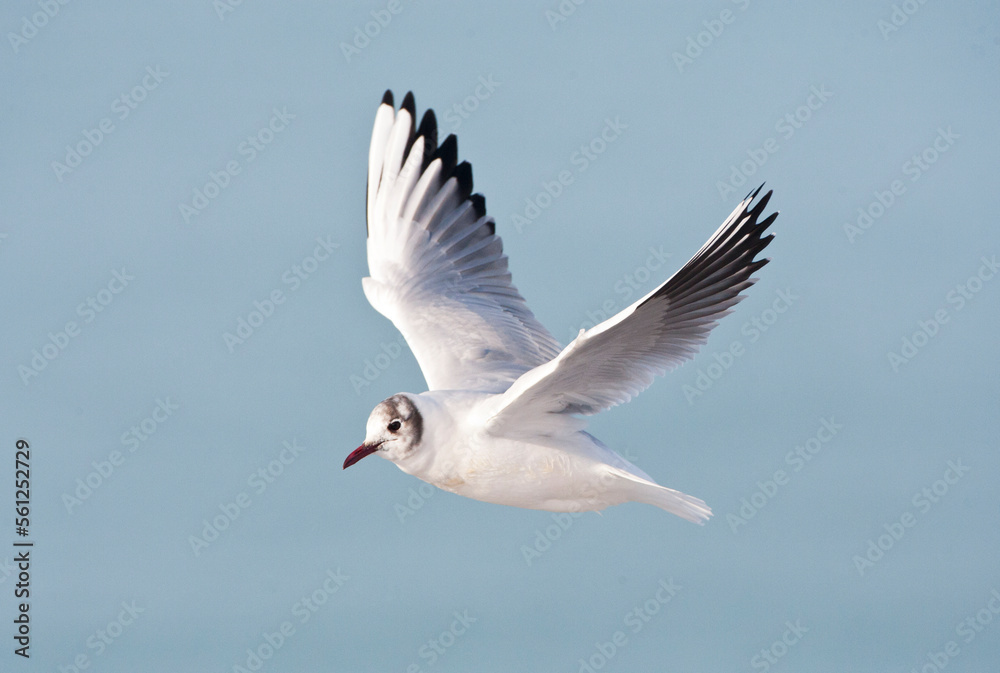 Kokmeeuw, Common Black-headed Gull, Croicocephalus ridibundus Kokmeeuw, Common Black-headed Gull, Croicocephalus ridibundus