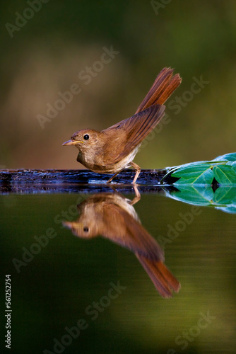 Nachtegaal, Common Nightingale, Luscinia megarhynchos photo