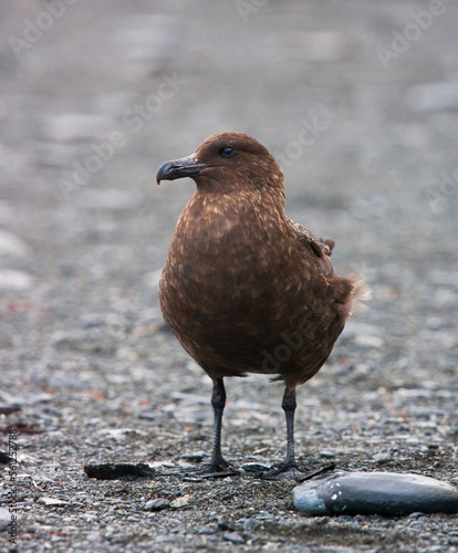 Subantarctische Grote Jager, Subantarctic Skua, Stercorarius antarcticus photo