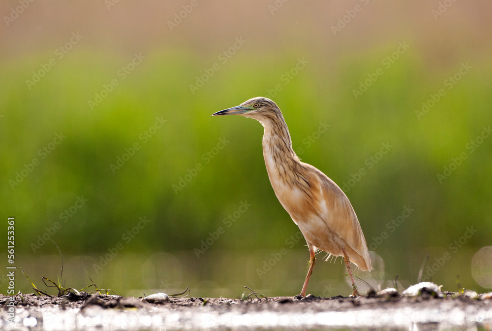 Ralreiger, Squacco Heron, Ardeola ralloides Ralreiger, Squacco Heron, Ardeola ralloides