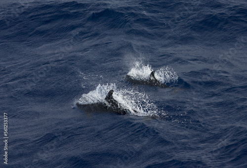 Snaveldolfijn, Rough-toothed Dolphin, Steno bredanensis photo