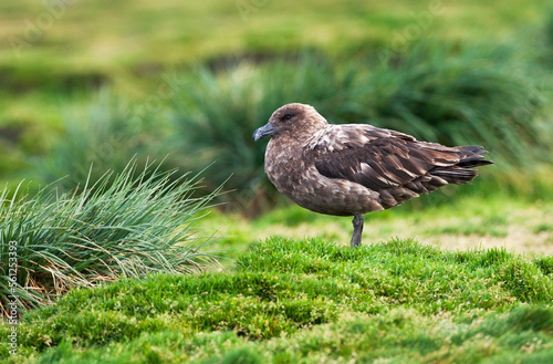 Subantarctische Grote Jager, Subantarctic Skua, Stercorarius antarcticus photo