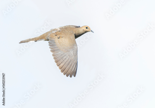 Mourning Dove, Zenaida macroura carolinensis photo