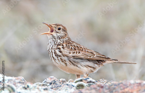 Dupont's Lark, Chersophilus duponti duponti