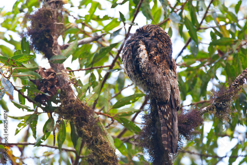 Resting Andean Potoo, Nyctibius maculosus, along the Manu road in Peru. photo