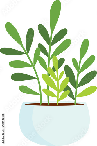 House plant in a pot. Vector isolated illustration
