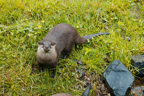 An Asian small-Clawed Otter looking directly at the camera