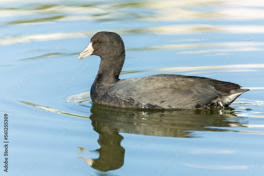 American Coot, Fulica americana American Coot, Fulica americana