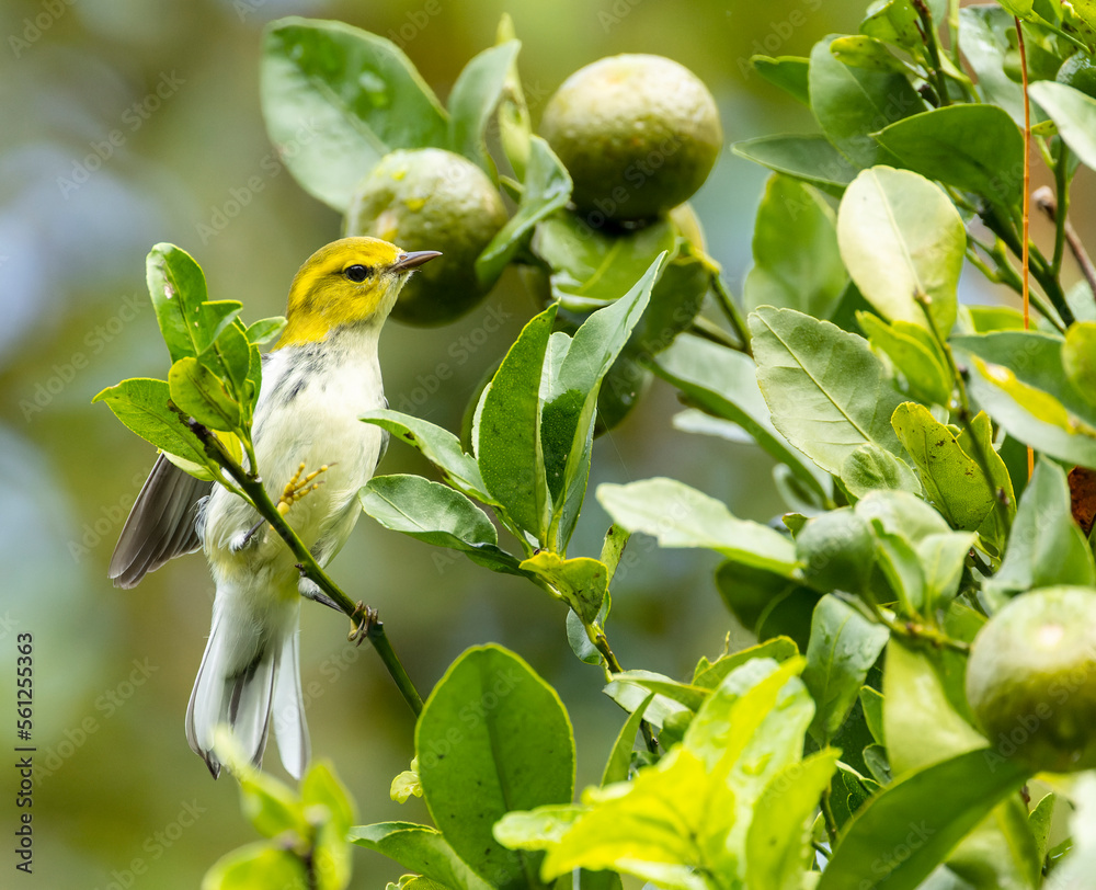 Black-throated Green Warbler, Setophaga virens Black-throated Green Warbler, Setophaga virens