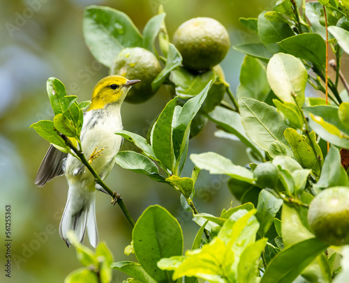 Black-throated Green Warbler, Setophaga virens photo