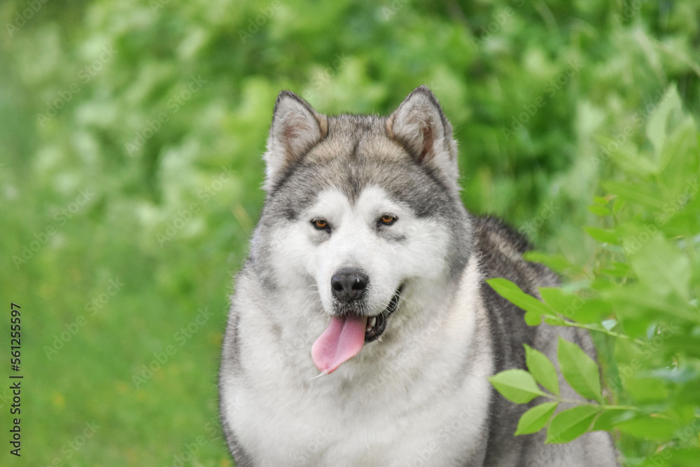 Alaskan Malamute dog on a green background