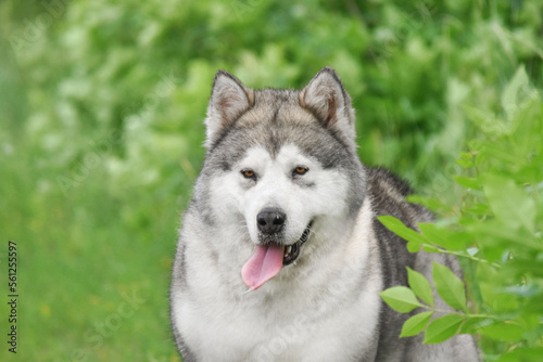 Alaskan Malamute dog on a green background