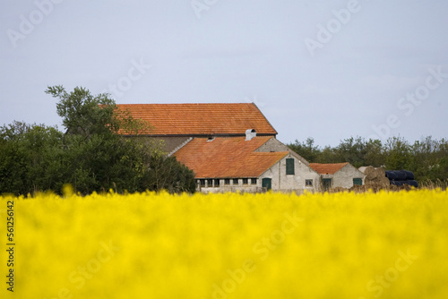 Dutch farm in spring, Nederlandse boerderij in het voorjaar
