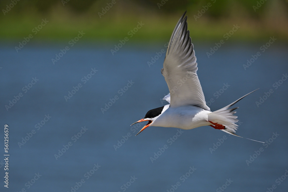 Fototapeta premium Tern Seagull in Flight