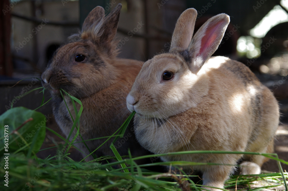 Fototapeta premium Zwei braune Kaninchen im Gehege fressen frisches Gras und Blätter