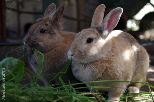 Zwei braune Kaninchen im Gehege fressen frisches Gras und Blätter