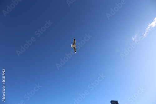 Möwe