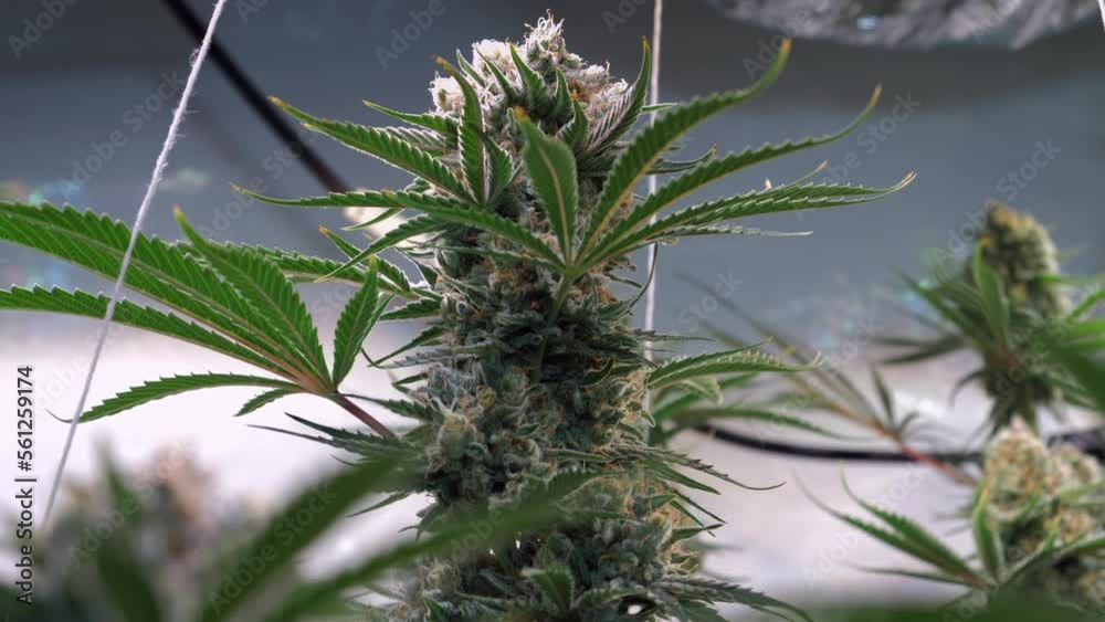 Slow motion shot of a cannabis plants growing in a grow tent during flowering stage
