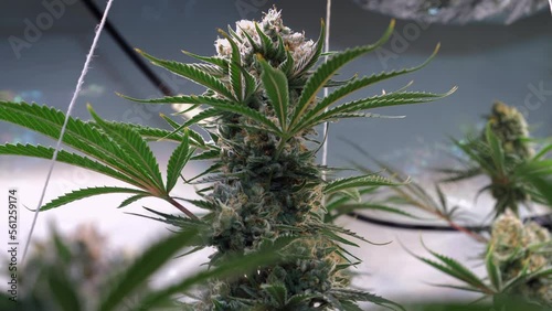 Slow motion shot of a cannabis plants growing in a grow tent during flowering stage