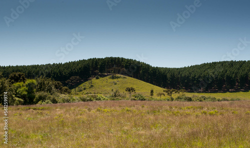 photograph of reforestation trees on a beautiful day