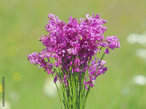 Pink purple flowers of Great Milkwort plant on a meadow in summer photo