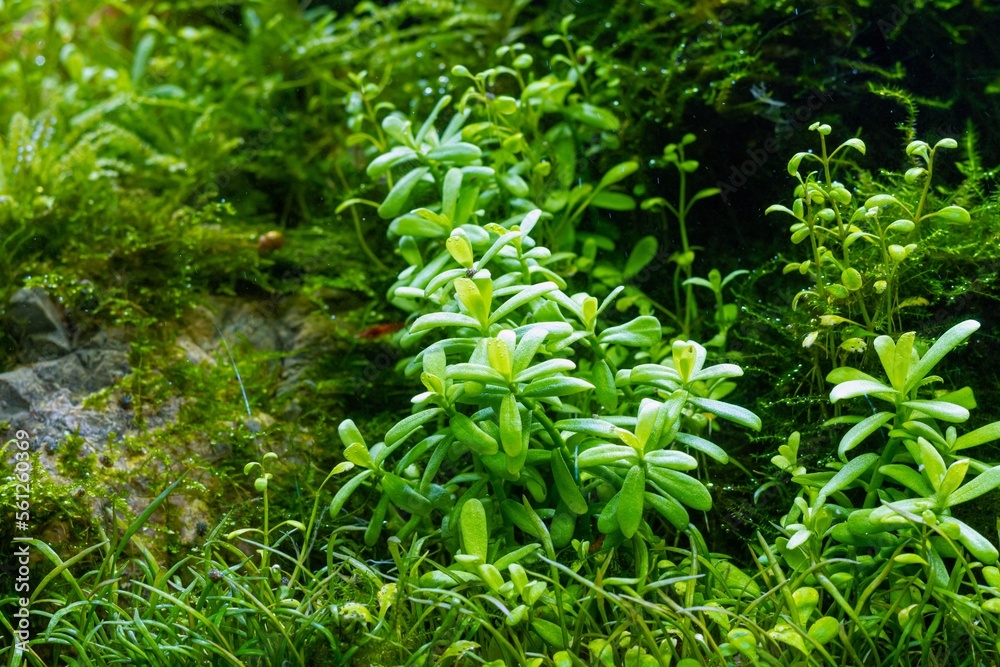 Green aquatic plants grow in freshwater iwagumi aquascape, Amano style planted stone aquadesign, vivid colors in bright LED light, professional aquarium care, shallow dof, explore and research Green aquatic plants grow in freshwater iwagumi aquascape, Amano style planted stone aquadesign, vivid colors in bright LED light, professional aquarium care, shallow dof, explore and research