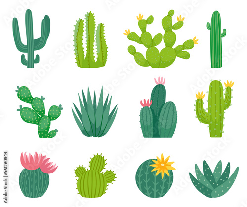 Mexican cactus and aloe. Wild exotic plant with sharp spikes and flower blossom. Exotic summer nature elements