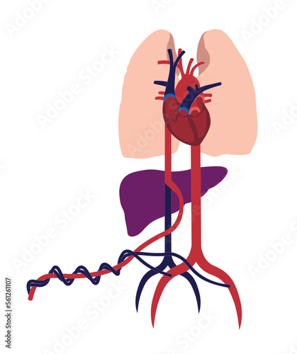 Fetal circulation illustration. Heart, veins and arteries schematic in the fetal circulation 