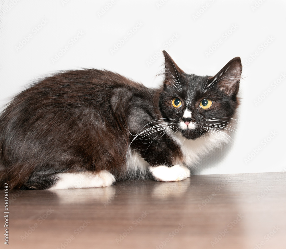 Small funny frightened black kitten with white chest, paws, muzzle and long white whiskers.