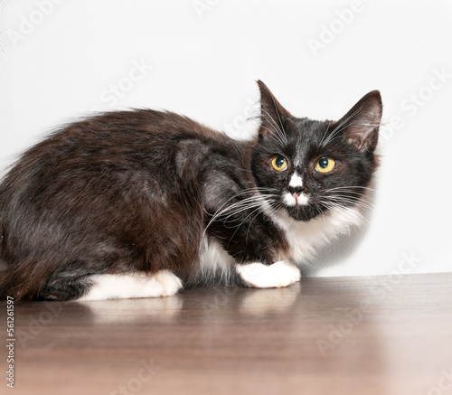 Obraz na płótnie Small funny frightened black kitten with white chest, paws, muzzle and long white whiskers. w salonie
