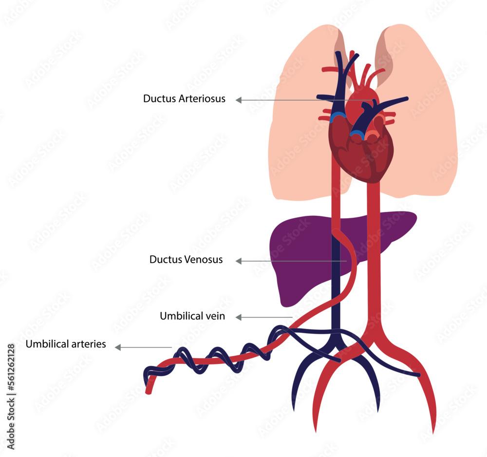 Fetal circulation illustration. Heart, veins and arteries schematic in ...