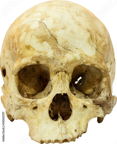 Human skull ( sapiens )
