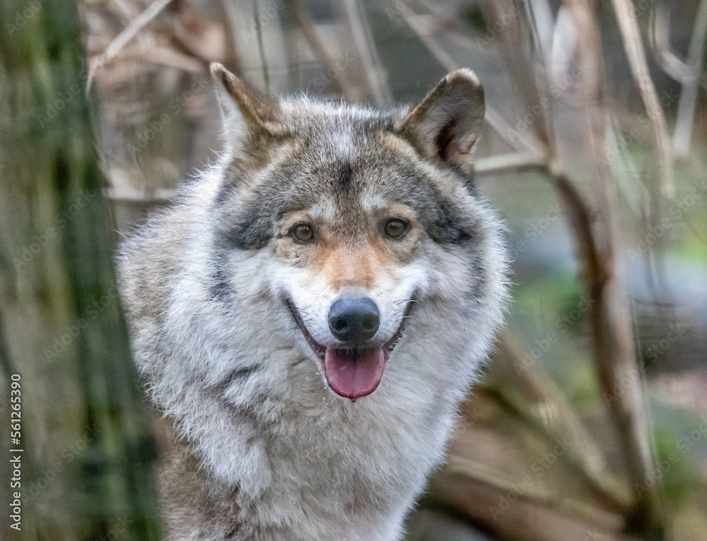 Fototapeta premium grey wolf