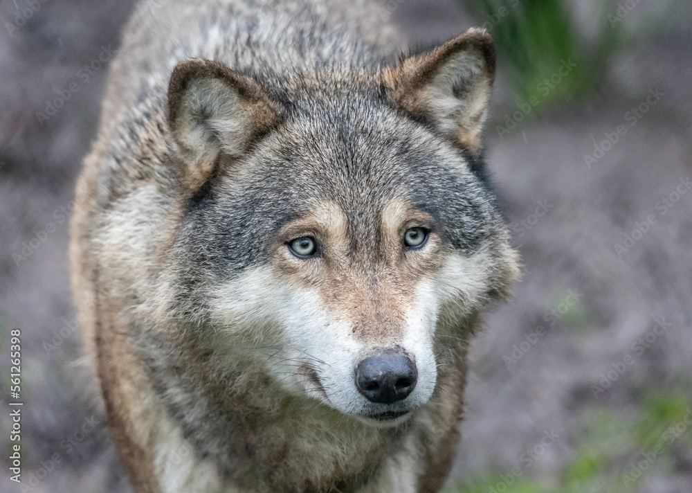 gray wolf canis lupus