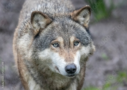 gray wolf canis lupus © SR7 Photo