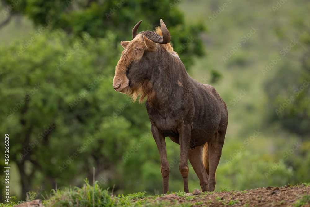 Golden Gnu free-standing in natural habitat Golden Gnu free-standing in natural habitat