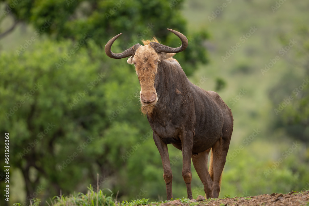 Golden Gnu free-standing in natural habitat Golden Gnu free-standing in natural habitat