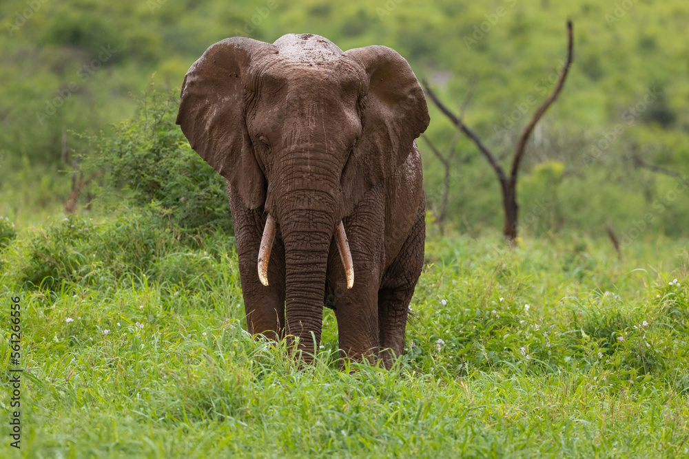 Obraz premium Elephant after taking a mud-bath free-standing in natural habitat