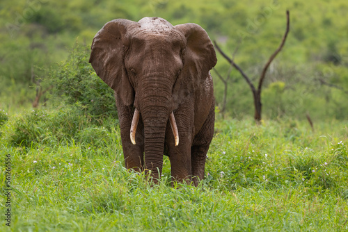 Elephant after taking a mud-bath free-standing in natural habitat photo