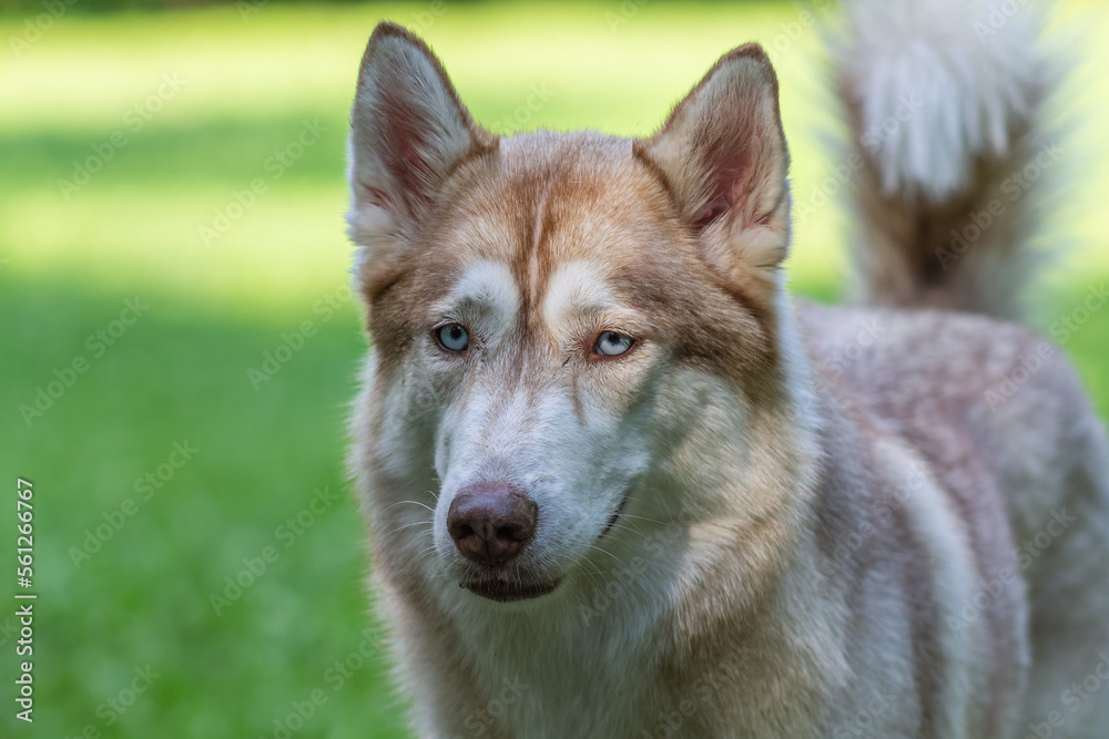 Siberian Husky 