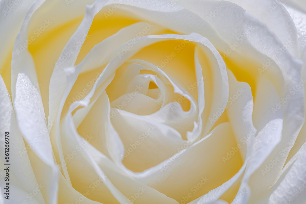 Wedding love romantic white yellow rose background Wedding love romantic white yellow rose background